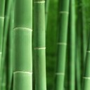 ต้นไผ่ไหวเอน