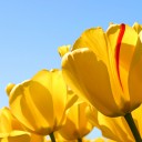 สมาชิกหมายเลข 2851394