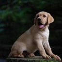 สมาชิกหมายเลข 1261642