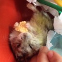 สมาชิกหมายเลข 2450675