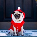 สมาชิกหมายเลข 2451971