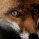 ร้อนตัว