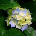 สมาชิกหมายเลข 820856