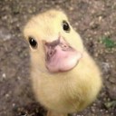 ปลาน่ารัก