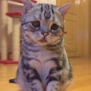 แมวมุมิ