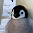 สมาชิกหมายเลข 2853259