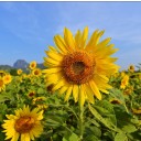 สมาชิกหมายเลข 2438900