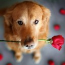 จิ๋วพิเศษ