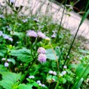 ดอกหญ้า_ความงามที่ถูกมองข้าม