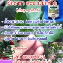 สมาชิกหมายเลข 1278740