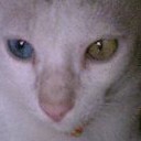 แอลกอฮอลล์