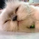 สมาชิกหมายเลข 1542661