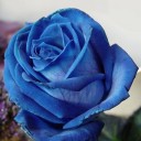 RosaAzul