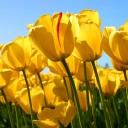 สมาชิกหมายเลข 708761