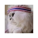 สมาชิกหมายเลข 1220170