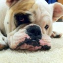 สมาชิกหมายเลข 1629321