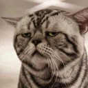 สมาชิกหมายเลข 2066334