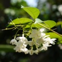 ต้นโมก ดอกแก้ว