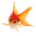 สมาชิกหมายเลข 829106