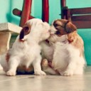 สมาชิกหมายเลข 1615199