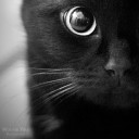 แมวอ้วนแห่งวินเทอร์เฟล