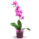 สมาชิกหมายเลข 824700