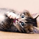 สมาชิกหมายเลข 1340752