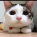 สมาชิกหมายเลข 2457009