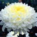 สมาชิกหมายเลข 2457701