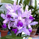 สมาชิกหมายเลข 2858155