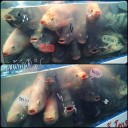 สมาชิกหมายเลข 827926