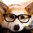 หมาน้อยใส่แว่น