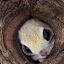 สมาชิกหมายเลข 1257484