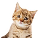 สมาชิกหมายเลข 2458809