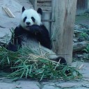 โจ้ ณ บางวัว