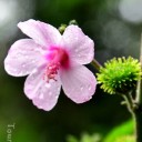 สมาชิกหมายเลข 1624514