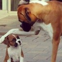 สมาชิกหมายเลข 1586125