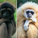 สมาชิกหมายเลข 2227704