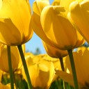 สมาชิกหมายเลข 2456783