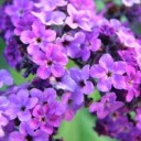 สมาชิกหมายเลข 2459507