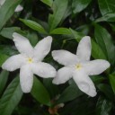 สมาชิกหมายเลข 2459600