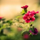 นางฟ้ากับแมวเหมียว