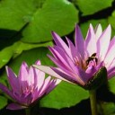 สมาชิกหมายเลข 995775