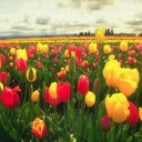 สมาชิกหมายเลข 1646897