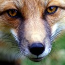 สมาชิกหมายเลข 2460856