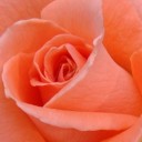 สมาชิกหมายเลข 921306