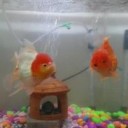 ปุ๋มเงินปุ๋มทอง