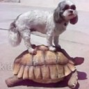 สมาชิกหมายเลข 2462354