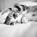 สมาชิกหมายเลข 2641697