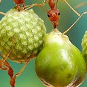 สมาชิกหมายเลข 1226990